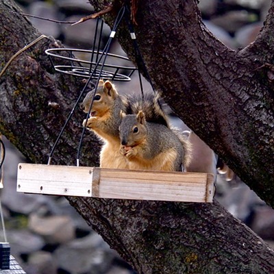 A couple of squirrels bellied up to the buffet table. Picture taken2/21/22 in Lewiston.