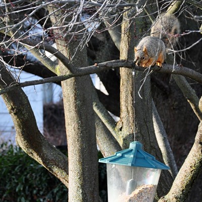 If this is the same squirrel, it has come several times to rob the bird feeder and fell from it once so we were surprised to see on top of the feeder again but this is as far as it. Must have remembered the fall.  Taken 2/11/2021 by Jerry Cunnington.