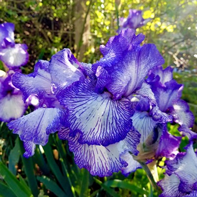 Beautiful iris in full bloom. Photo taken by Sue Young on May 14, 2017 in Clarkston.