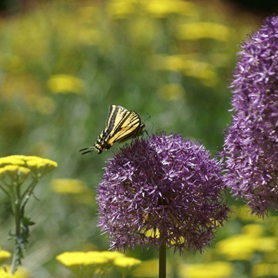 Butterfly and garden flowers at the beautiful Manito Park in Spokane, taken 2018.