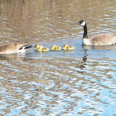 taken this spring on the clearwater river by the dog park.