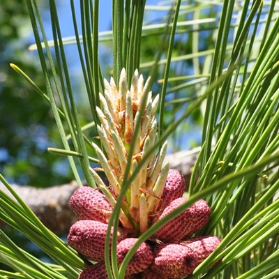 Found this Red Pine tree near Chatcolet Lake near Plumer and noticed that it was in the process of developing it's pine cones which can be quite large. Tree is also known as the Norway Pine and is the sate tree of Minnesota. Photographed 5/29/2021 
by Jerry Cunnington