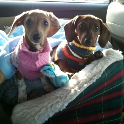 Izzy & JoJo traveling in their car seat