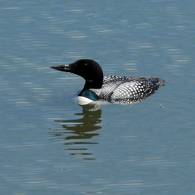 This loon enjoyed the fishing opportunities at Mann Lake for several days during the month of June. Photo by Stan Gibbons on 6-3-2020.
