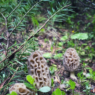 A set of fresh morels in a beautiful idaho stick woods. 
    Date: Saturday June 6th
    Location: St. Joe River Area
    Photographer: Anthea Brausen