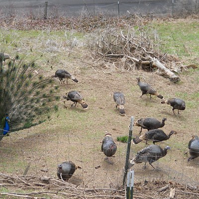 A peacock&nbsp;fans it's&nbsp;tail at a flock of wild turkeys, base of Moscow Mountain, Feb., 22, 2016. Photo taken by Cathy Partridge. Shows that "birds of a different feather flock together".