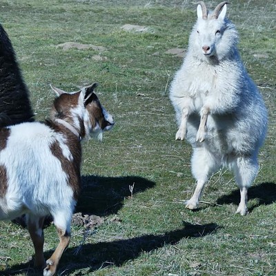 My female goat Espen preparing to headbut her friends Banjo the goat and Ferdinand the cow.