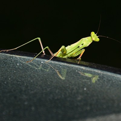 While enjoying our patio last evening, this Praying Manis made himself known as it came up over the edge of our table to say hello. It was kind enough to allow me tiime to grab my camera and get a few quick shots of him.  Photographed by Jerry Cunnington, 8/12/2021.