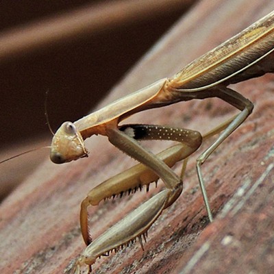This image of a praying mantis visiting the family's back porch in the evening was taken by Leif Hoffmann (Clarkston, WA) on July 23, 2020.