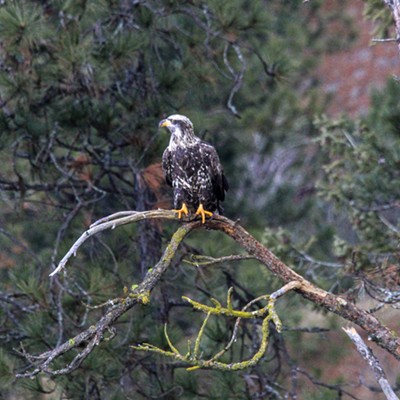 Juvenile bald eagle at Lake CDA last weekend, their heads turn white around 5 years old.