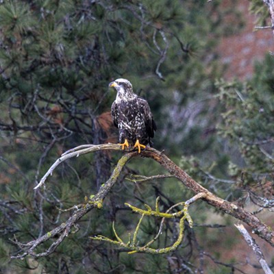 Juvenile bald eagle