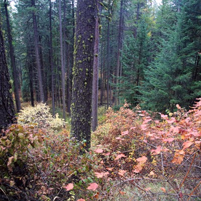 Fall forest scene on the way up the trail on Kamiak Butte. Photo taken on October 7, 2018 at Kamiak Butte County Park north of Pullman, WA by Keith Collins.