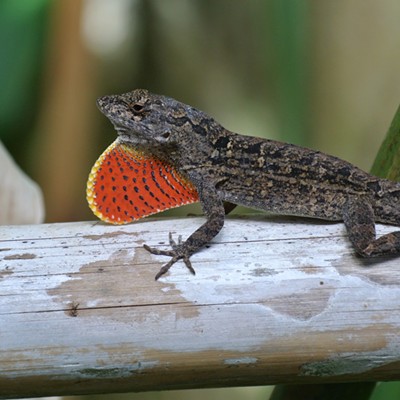 Kawai Gecko with neck pouch