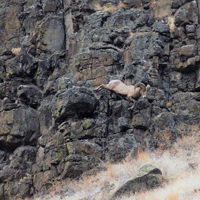 This sheep was walking around on the rocks and all of a sudden leaped off to the ground. Mary Hayward of Clarkston captured this shot down along Asotin Creek December 9, 2019.