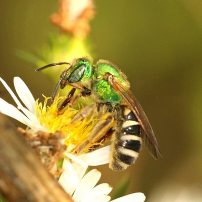 Let them bee: Celebrate Earth Day by doing something for native bees