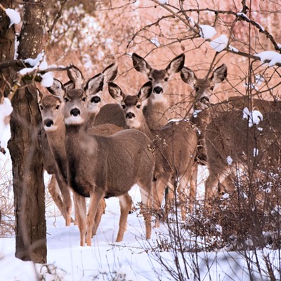 This local deer get-together was at the Lewiston Wildlife Habitat Area. Photo by Stan Gibbons on 2-22-2019.
