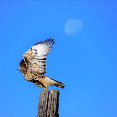 This hawk was spotted on a fence post and the moon can be seen behind him. As we slowed down he decided to not stick around. Mary Hayward of Clarkston took this shot August 5, 2020 just south of Clarkston.