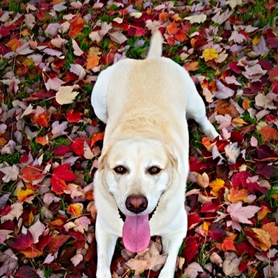 Lola and I found a perfect bed of leaves on our walk today. Picture taken by Sue Young on Oct 31, 2016 in Lewiston.