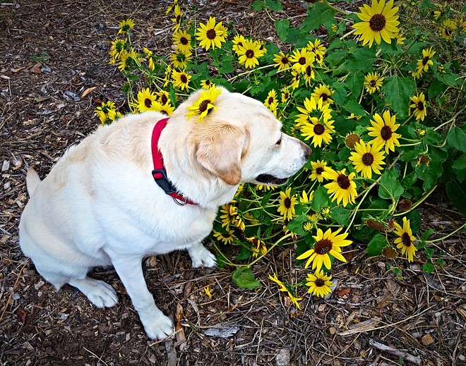 Lola says stop and smell the flowers!