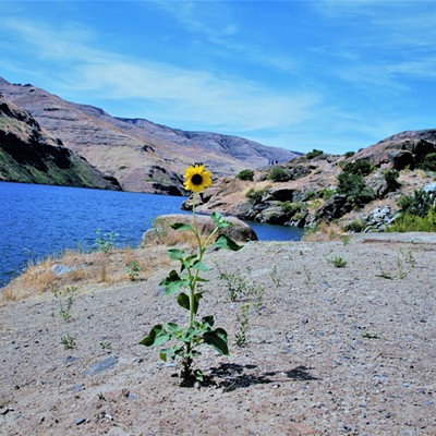 We went to Granite Rock and saw this lone tall daisy overlooking the Snake River. Mary Hayward of Clarkston took this August 18, 2019.