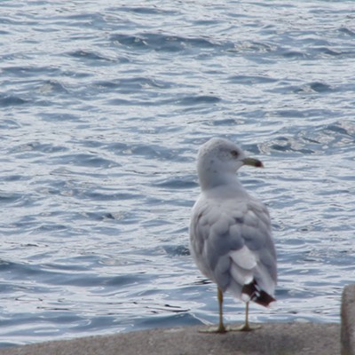 lone gull