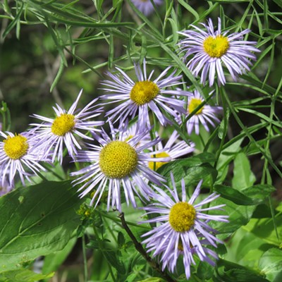 Lovely lavender wildflowers turn their sunny, yellow faces upward. The pretty posies bloom alongside the North Fork Clearwater River near Bungalow.