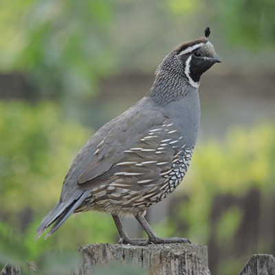 A Quail watches his family as they fed under his watchful eye. 8/20/2015 in my yard located in the Normal Hill area here in Lewiston.