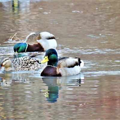 Mallard ducks at the Carol Ryrie Brink Nature Park swimming and feeding on a nice day on Paradise Creek in Moscow on March 5, 2021.  Courtesy of Keith Gunther