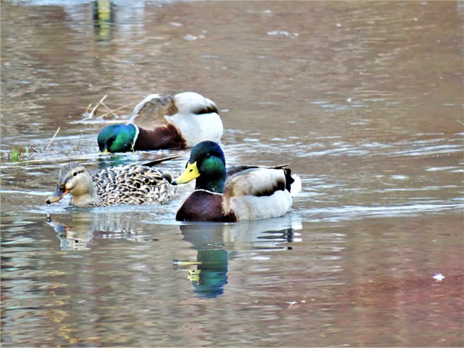 Mallard ducks at the Carol Ryrie Brink Nature Park