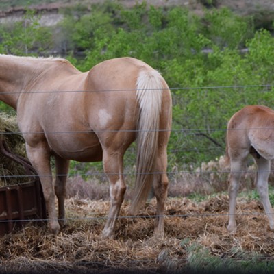 South of Asotin, a mare and her beautiful colt along the Snake River. Taken May 25, 2016. Photographer Mary Hayward of Clarkston