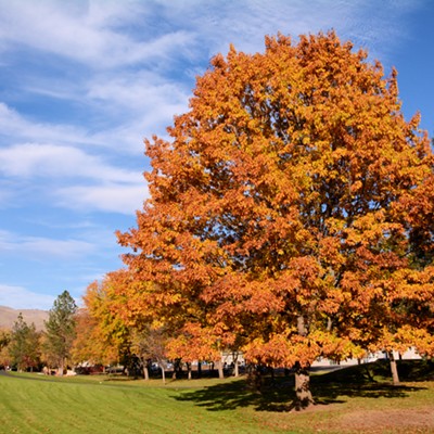 A large oak tree near the skateboard park in Lewiston shows its colors on a bright fall day. Photo by Stan Gibbons on 11-7-2015.