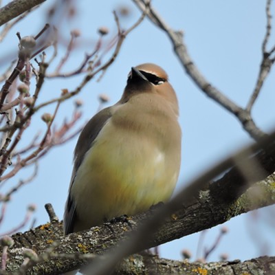 Cedar waxwing, taken in the Lewiston Normal Hill area. Jan 31, 2016