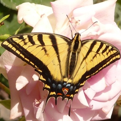 Beautiful Monarch Butterfly, close up.
    
    Taken Aug. 2018
    My home
    Lois Wildman