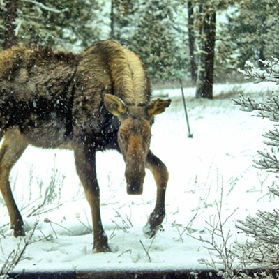 Moose in Troy, Idaho, looking through my office window. Photo by Kristy Scaraglino, taken in February of 2013.