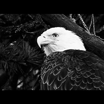 On a two week camping trip to moose creek reservoir in June. Bald eagle
