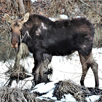 A moose pays a visit to the University of Idaho and downtown Moscow and Paradise Creek on March 1, 2021 just before dusk.  Courtesy of Keith Gunther