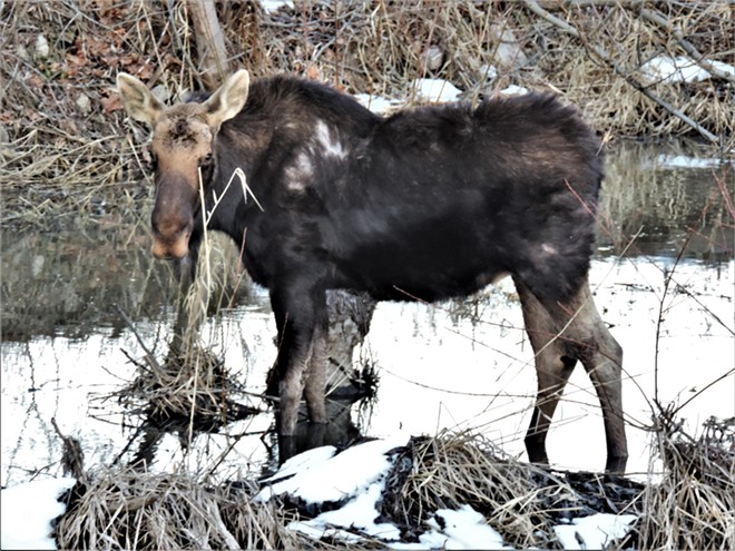 Moose on the Loose in Moscow