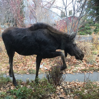 Visiting moose.
    
    Taken on 11/16/19 by Gina Gormley in Moscow, Idaho.