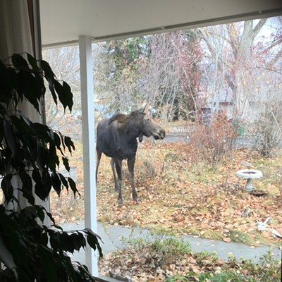 A friendly visitor.
    
    Taken on 11/16/19 on Highland Drive in Moscow by Gina Gormley