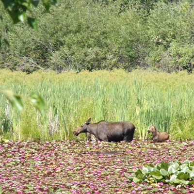 I saw these two on July 13 from the bike path out of Harrison.