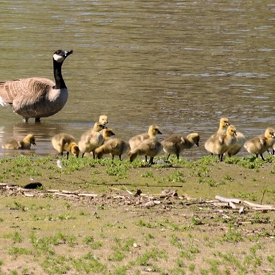 'Mother Goose' Telling nursery rhymes to this bunch is going to keep Mother Goose busy this year. Photographed at Hells Gate State Park by Stan Gibbons of Lewiston on 4/28/2012.
