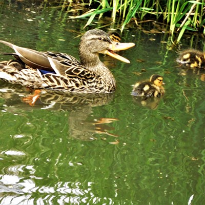 A mother Mallard duck quacks to keep her ducklings in line at Carol Ryrie Brink Nature Park in Moscow on May 12, 2021.