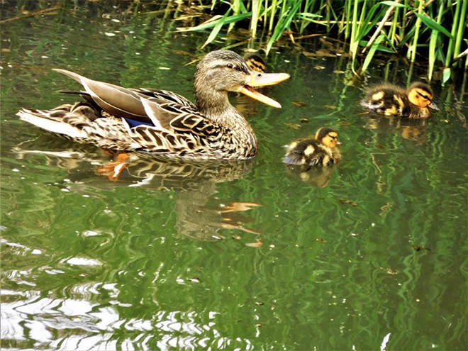 Mother Mallard duck keeps her ducklings in line