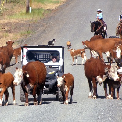 Buck Hostetler was seen moving his cows to cooler ground with the help of a cowboy and cowgirl in Anatone, June 24, 2021. Being a city girl we enjoyed watching all the cows and calves go around our vehicle as we stopped to the side of the road.
