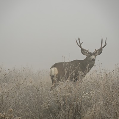 mule deer buck finding his way through the fog