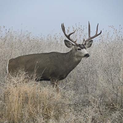 Mule deer buck posing for photo on a foggy morning . Lewiston idaho.  1/3 23