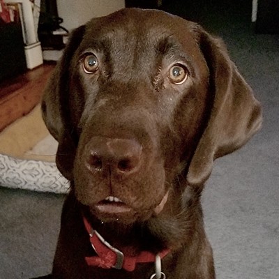 Our 7 month old chocolate lab, Schatzi, was trying to get me to go out and play.