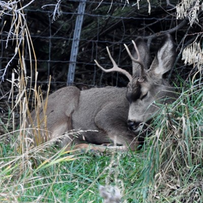 This is a rare sight. Happened to catch this young buck taking a nap close to Paisley in the Clarkston, Heights. By Jerry Cunnington, 11/07/2015