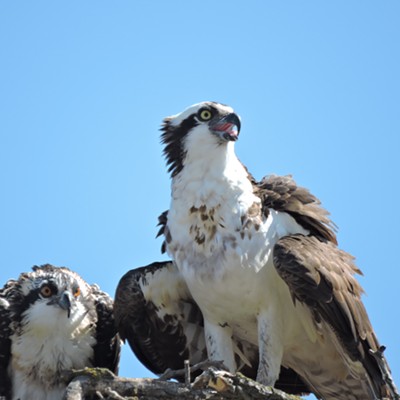 Osprey and her chicks at the Southway Bridge nesting site