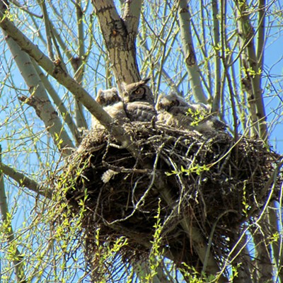 Baby owls in a nest.